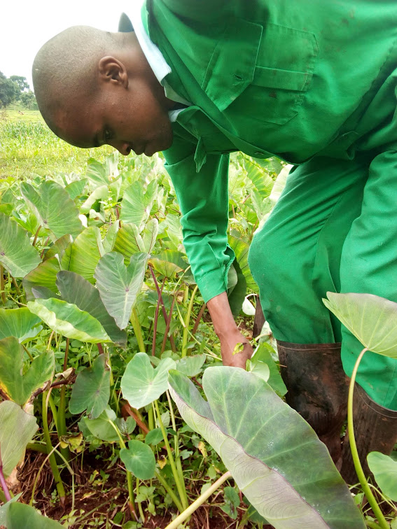 Image of Rukwaro at the farm